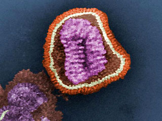 Ученые отыскали способ борьбы со всеми вирусами гриппа типа А