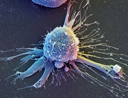 В Регистре «Росплазмы» - 7573 возможных донора гемопоэтических стволовых клеток