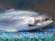 Генетика добралась до лосося: новенькая рыба призвана решить проблему мирового голода