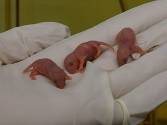 Сепсис новорожденных впервые удалось смоделировать на мышах