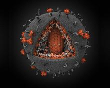 Генетически измененные стволовые клетки могут вылечить ВИЧ