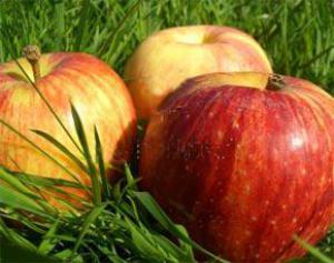 Яблоки способствуют омоложению организма