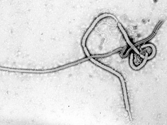 Установлен механизм действия вакцины от лихорадки Эбола