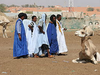 В Мавритании от лихорадки Рифт-Валли скончались 17 человек