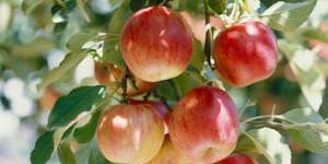 Яблоки чаще других овощей и фруктов обрабатываются пестицидами