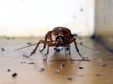 Власти Неаполя боятся эпидемий, вызванных нашествием огромных тараканов