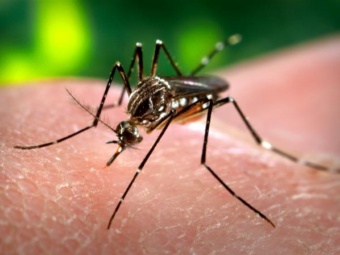 Комары-мутанты помогут бороться с лихорадкой денге