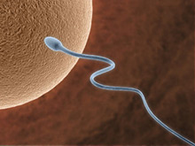 Длина сперматозоидов - основной фактор мужского бесплодия