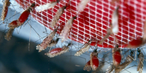 Инсектицидные сетки снижают сопротивляемость к малярии