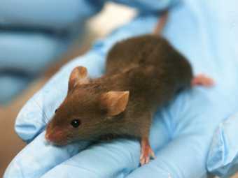 Мышам отредактировали гены с помощью генной терапии и стволовых клеток
