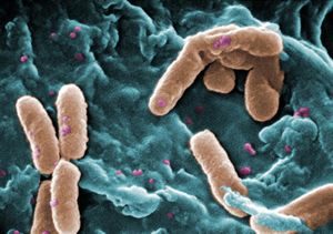 В Махачкале скажут о современных подходах в лечении бактериальных инфекций 