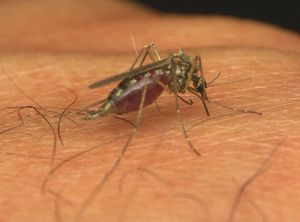 Новый «комариный» вирус во Франции. 