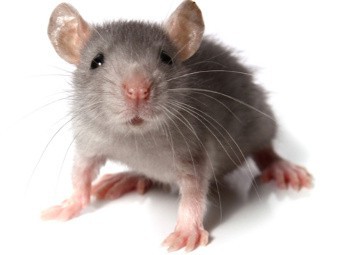 Ученые перепрограммировали нейроны в головном мозге живых мышей