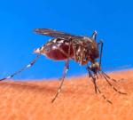 Бактериологическое орудие против лихорадки денге – остроумная идея австралийских ученых