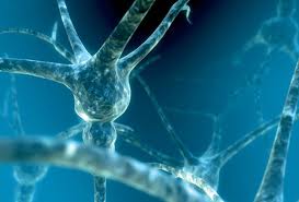 Людей можно научить восстанавливать нервные клетки, уверены генетики 