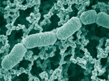Низкокалорийный рацион помогает полезным бактериям, живущим в теле
