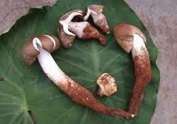 Компонент китайского ядовитого гриба «вытравливает» метастатические опухоли