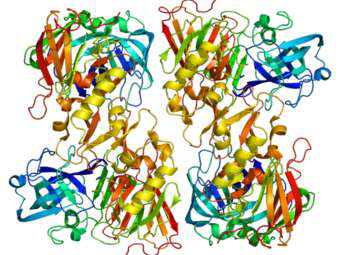 Открыт уничтожающий бета-амилоид белок