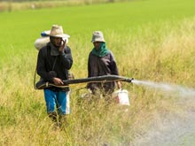 Пестициды и прочие химикаты повышают риск болезни Паркинсона