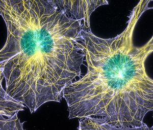 Ученые раскрыли ядерную жизнь актина 