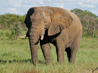 Американцы оценили риск заражения туберкулезом от слонов