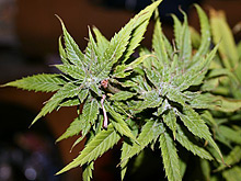 Канада принимает беспрецедентную программу по распространению медицинской марихуаны