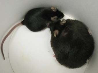 Генномодифицированные мыши доказали существование нового &quстигена ожирения&quи (