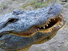 Необычное исследование: аллигаторы подскажут, как восстановить зубы у человека
