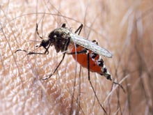 Невосприимчивость малярийных москитов к инсектицидам угрожает миру