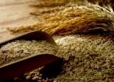 Рисовые отруби снижают заболеваемость раком