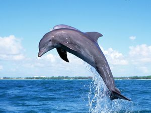 Дельфины открывают тайны, которые помогают в лечении людей 