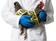 Южноуральский Россельхознадзор предупредил о появлении птичьего гриппа
