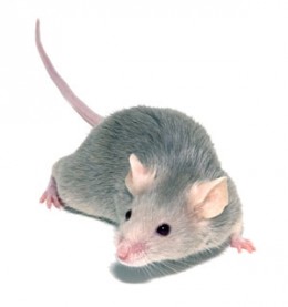 Генетики создали мышей с &quПрачеловеческой печенью&quени