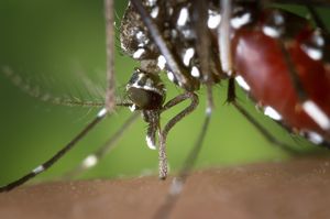 В Греции скончался 3-ий больной, заразившийся вирусом Западного Нила, разносимого комарами 