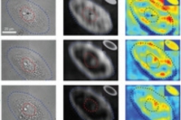 Новый метод микроскопии показал внутриклеточные процессы в реальном времени