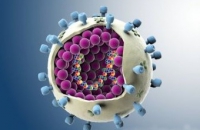 У гриппа обнаружен ранее неизвестный ген