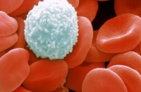 Новый способ лечения болезни Гоше испытали на перепрограммированных стволовых клетках
