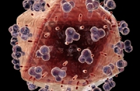 Ученые открыли новый способ адаптации вируса иммунодефицита человека