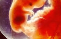 Эмбрион человека лечит сам себя