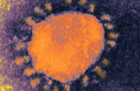ВОЗ сообщила о второй жертве нового коронавируса