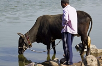Индия — самое опасное место с точки зрения болезней, передающихся от животных