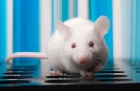 Ученые создали непьянеющих мышей