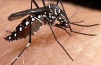 Идентификация антител к лихорадке денге – принципиальный шаг на пути к победе