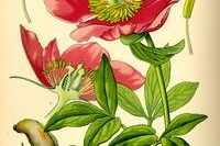 НОВЫЙ КИНЕЗО-БИОАДАПТИВНЫЙ МЕТОД ПРОФИЛАКТИКИ ЭРЕКТИЛЬНОЙ ДИСФУНКЦИИ (ИМПОТЕНЦИИ) НОВЫЙ КИНЕЗО-БИОАДАПТИВНЫЙ МЕТОД ПРОФИЛАКТИКИ ЭРЕКТИЛЬНОЙ ДИСФУНКЦИИ (ИМПОТЕНЦИИ)