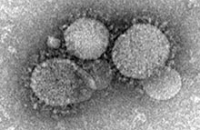 Ученые запатентовали «Ближневосточный вирус» в обход правилам