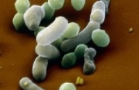 Бактерии-симбионты помогают человеку бороться с вирусами