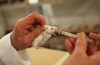 Гормон-антидиабетик помог мышам справиться с депрессией — ученые