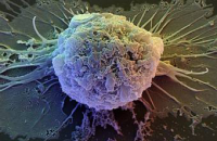 В США противники исследования эмбриональных стволовых клеток снова обратились в суд