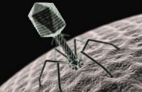 Бактериофаги до сих пор запрещены во Франции