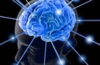 Впервые изучен мозг обладателей выдающейся автобиографической памяти